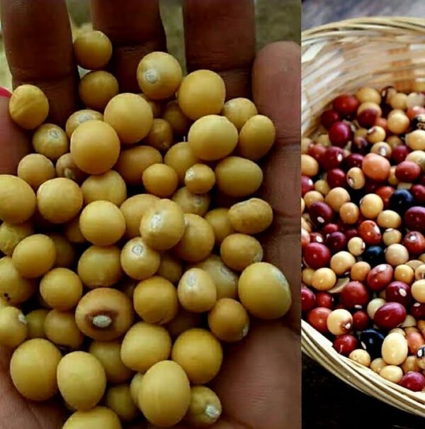 Pigeon pease Pigeon peas | Njugu mawe