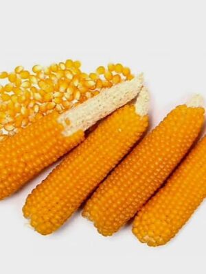 Popcorn maize | Mahindi ya popcorn
