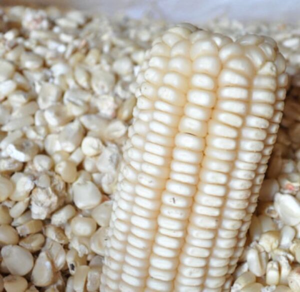Dry maize | Mahindi makavu