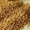 Sorghum | Mtama