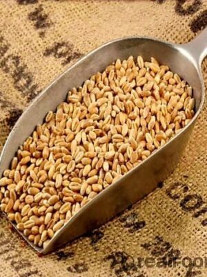Wheat | Ngano